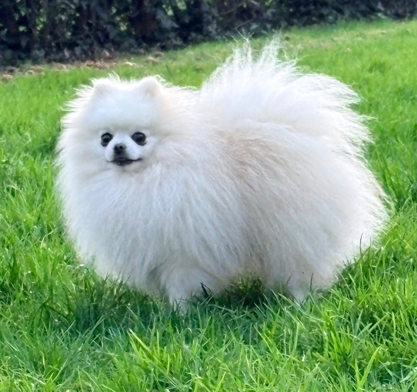 SNOW Black Brown Yellow