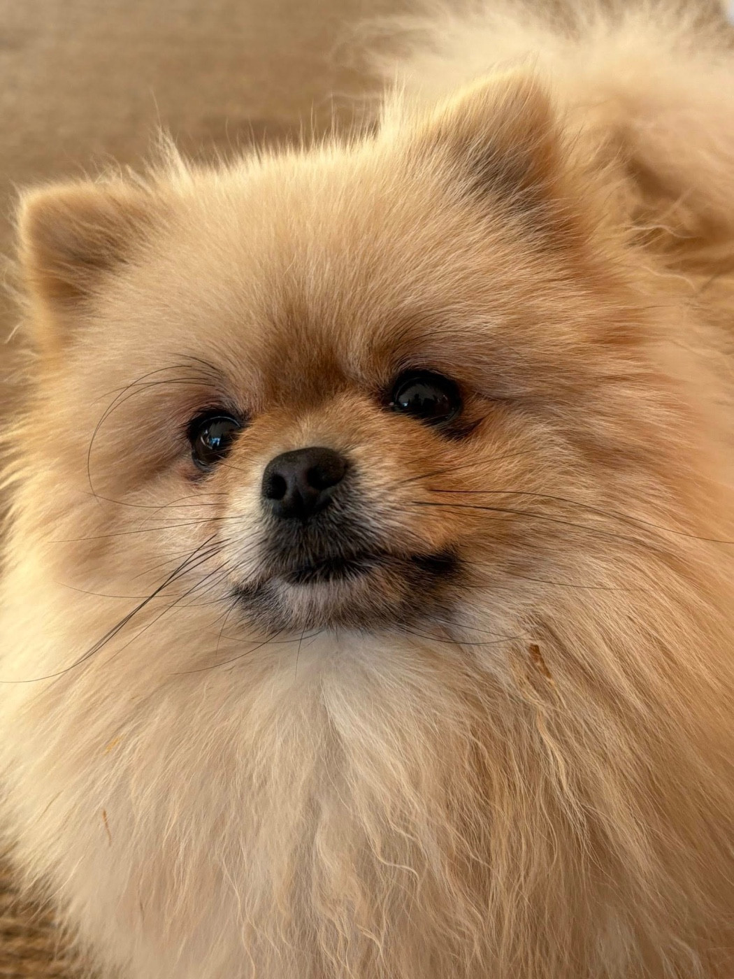 URANIE Des Petits Ecureuils