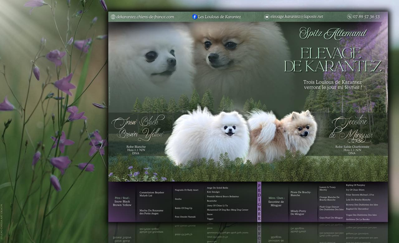 Chiot Spitz allemand De Karantez