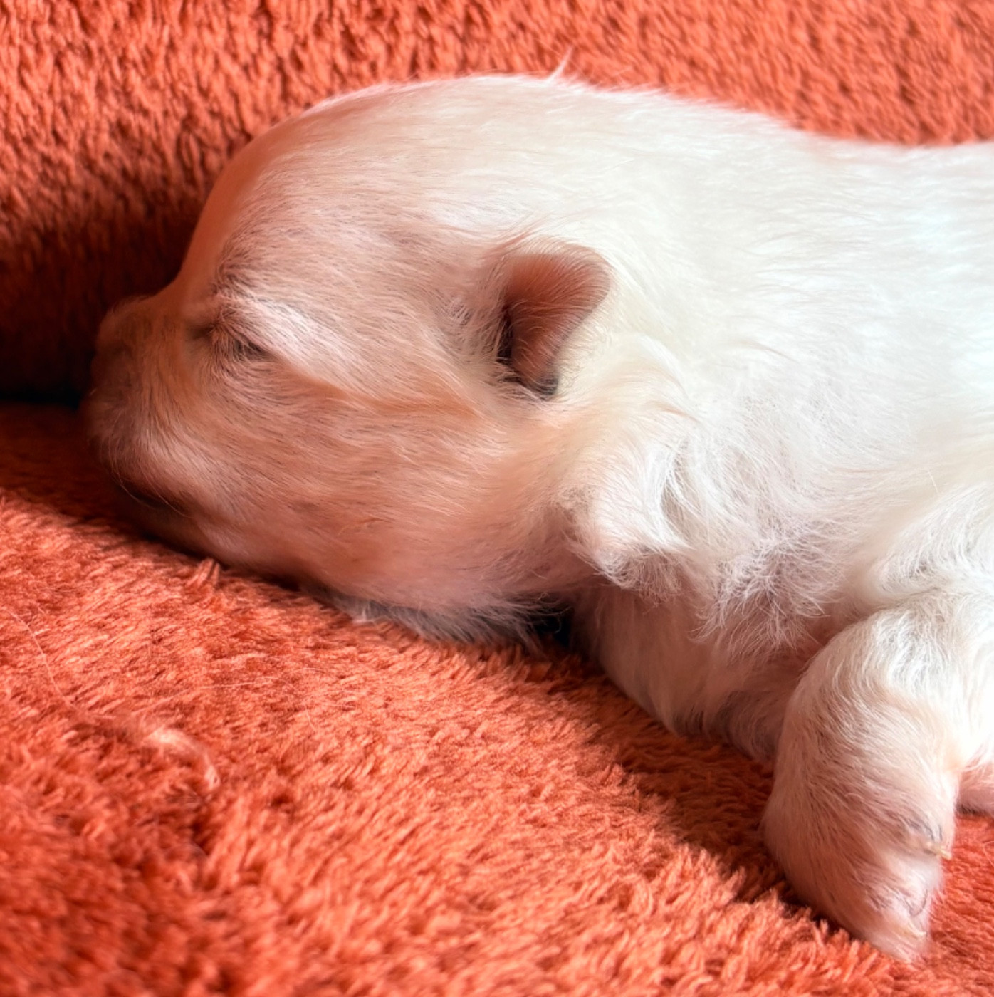 De Karantez - Chiots disponibles - Spitz allemand