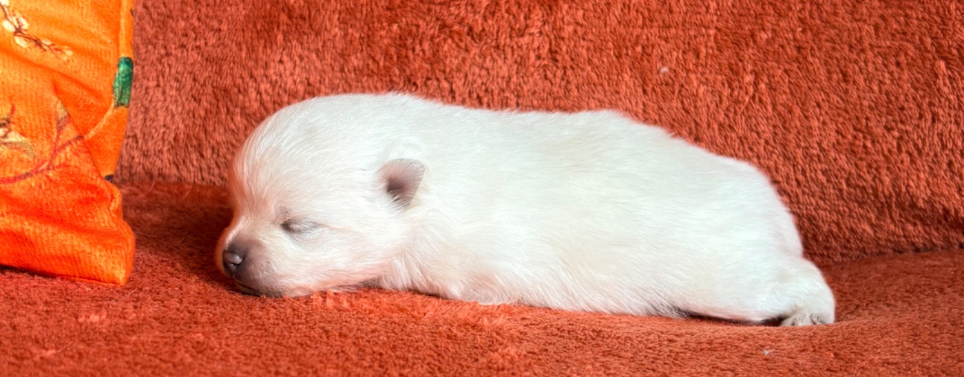 Chiot Spitz allemand De Karantez