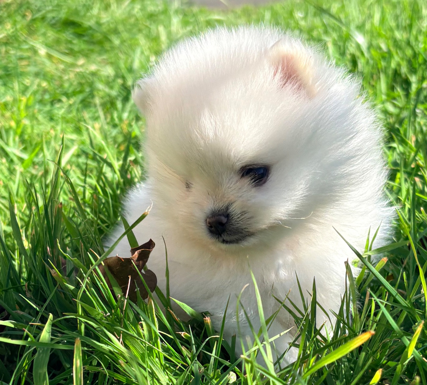 De Karantez - Chiots disponibles - Spitz allemand