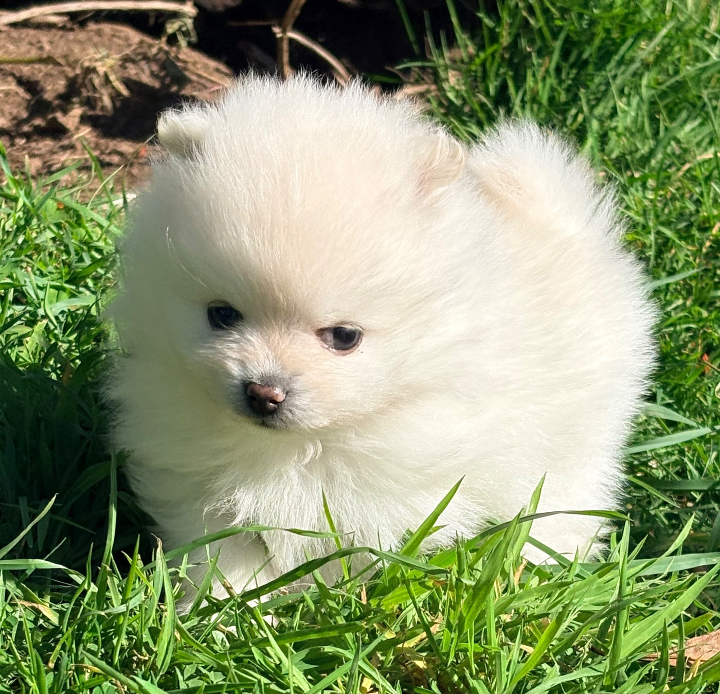 De Karantez - Chiots disponibles - Spitz allemand