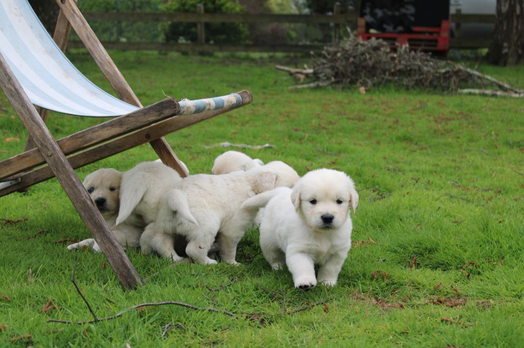 Chiot Golden Retriever De Karantez